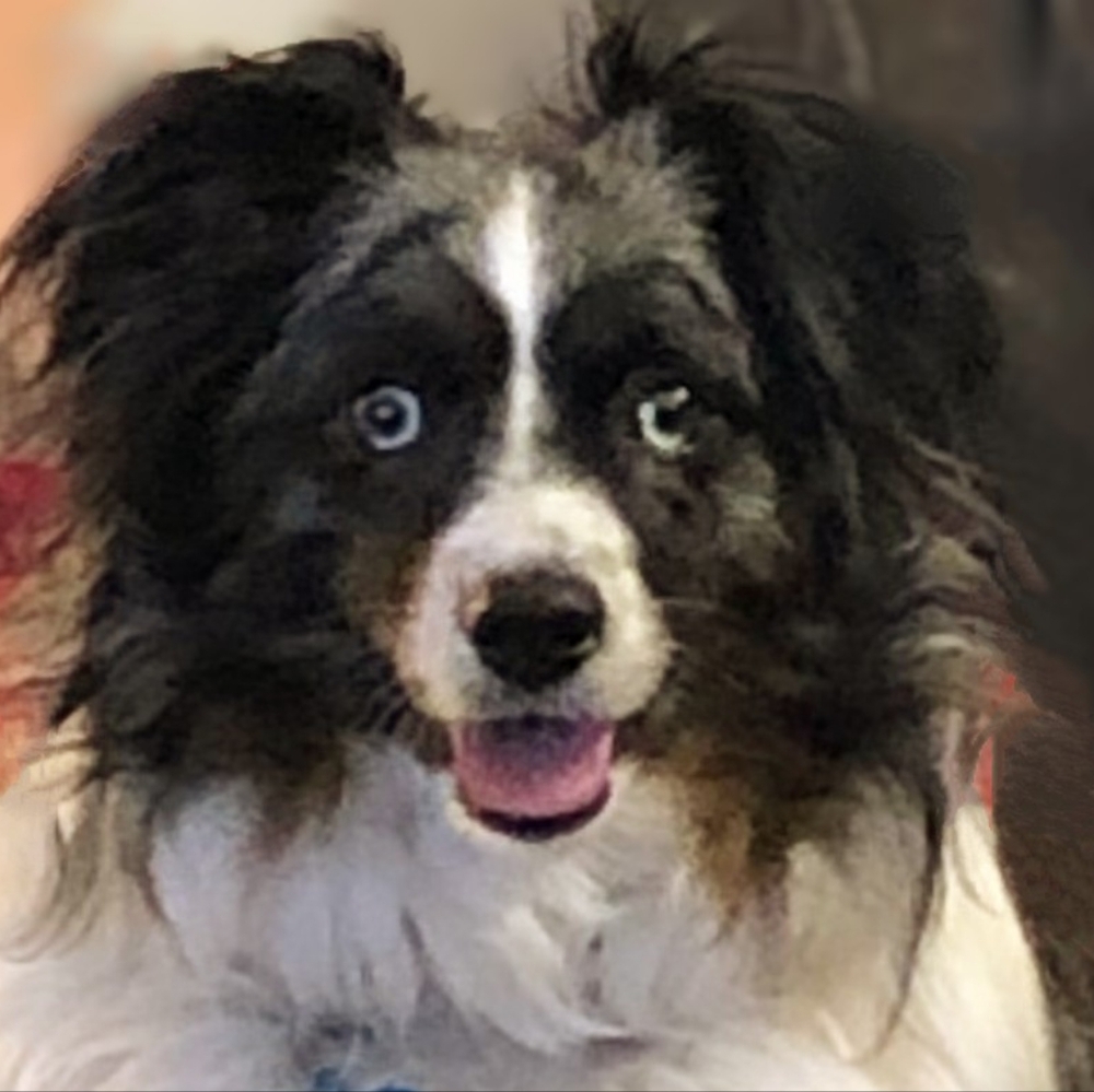 Extra Shipping Label (Louie Says Hello!)